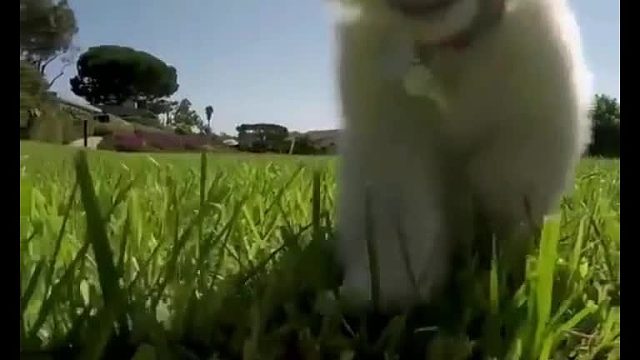 实拍奔跑的狗狗
