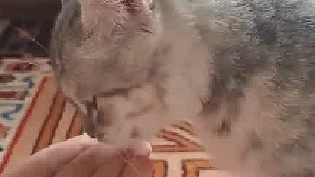 好吃到飞起