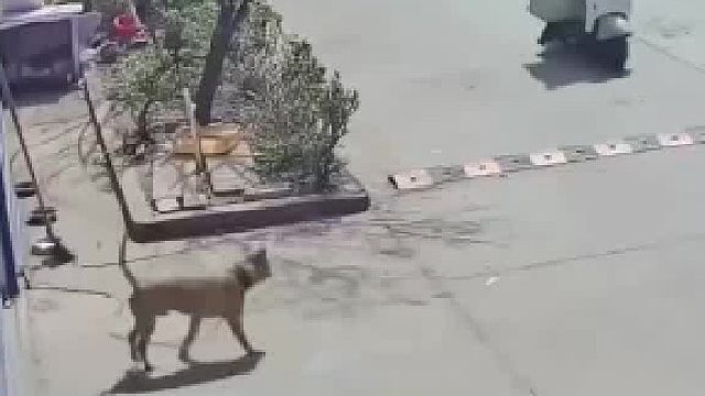 泰迪最欠 谁都不服 谁都干不过