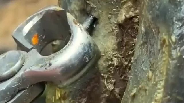 大奶牛不慎被钉子扎进肉里，主人赶紧请来兽医