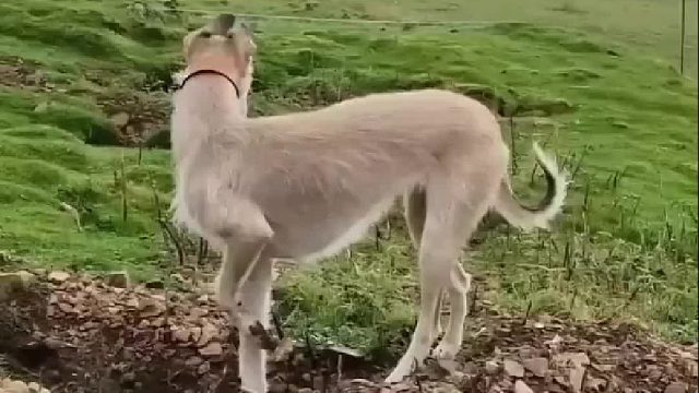 猎狗分散堵住地洞抓捕九斤重的野兔，简直太刺激了