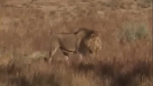 雄狮要与眼镜王蛇硬刚，不料结局老惨了