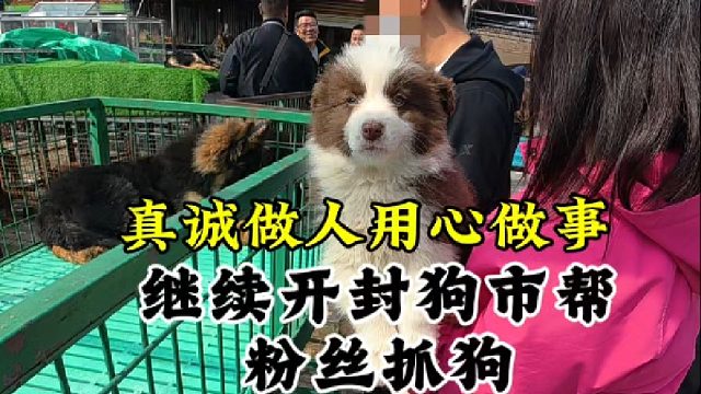 用心做事真诚做人，继续开封狗市帮粉丝抓狗，让新手小白少走弯路