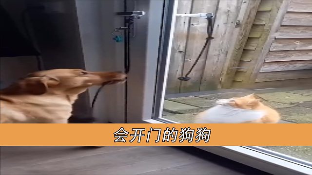 会开门的狗狗