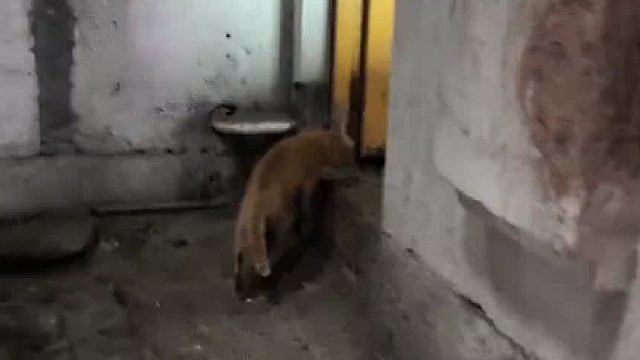 奶奶养的小猫玩了回家发现家被拆了，满眼震惊