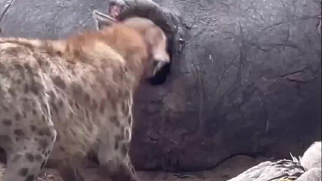 狮子鬣狗吃了被毒蛇咬死的大象，结果全体躺板板