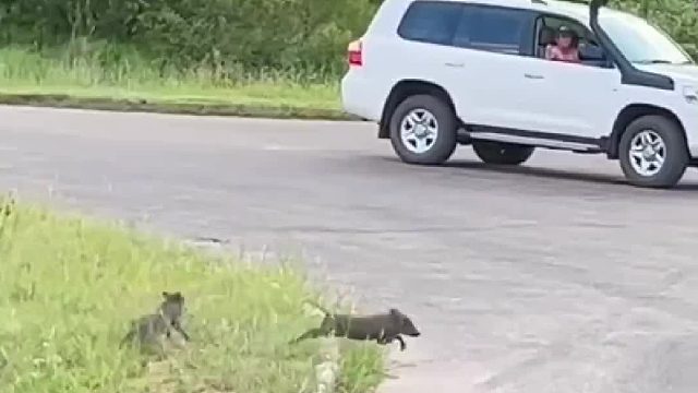 凶悍的花豹将大小疣猪全部屠戮殆尽