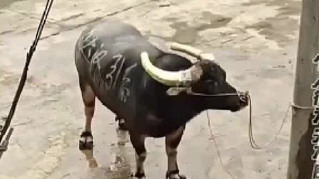 强壮的水牛在新能源面前，仅仅一秒就挺直了