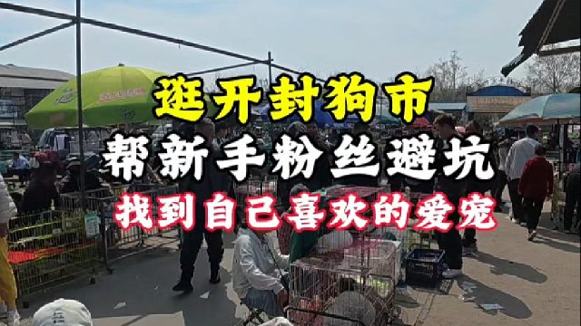开封狗市继续帮粉丝寻宠，让新手小白少走弯路，毕竟漏不是好捡的