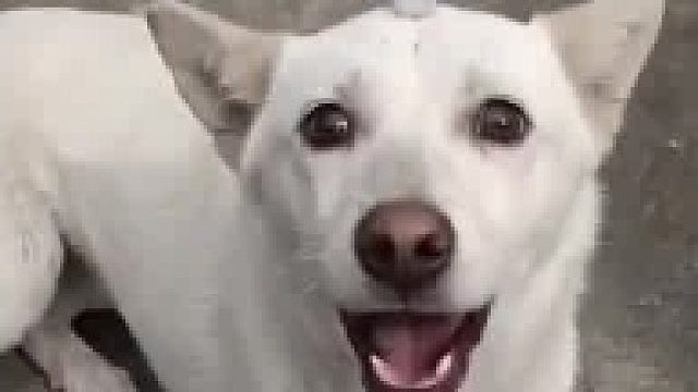 明知故看