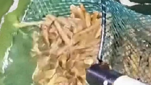 蛏子大迁徙怎么就让你碰上了