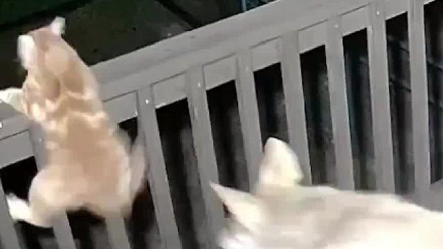 野外郊狼半夜闯入庭院将猫咪抓走吃了