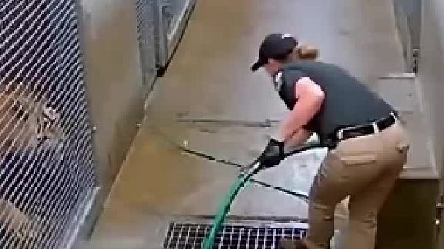 姐姐给老虎冲洗笼子，没想到发生意外，差点吓哭了