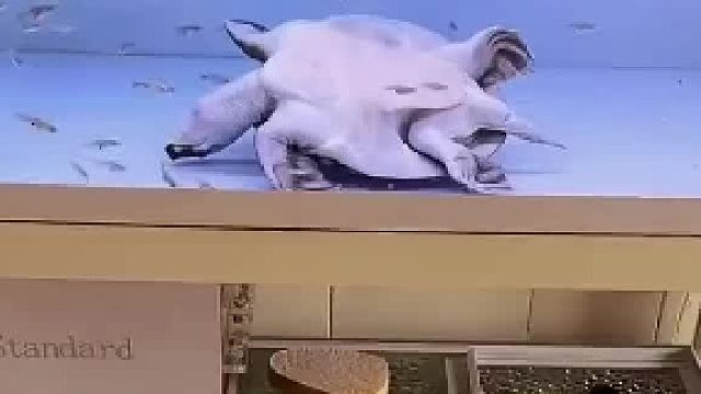 小伙把龟丢进鱼缸，本以为小鱼会成盘中餐，结果龟却不行了