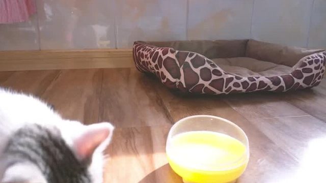 调皮小猫咪实拍视频