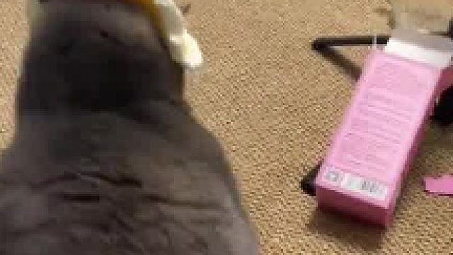 猫的舔毛代码优先级非常高