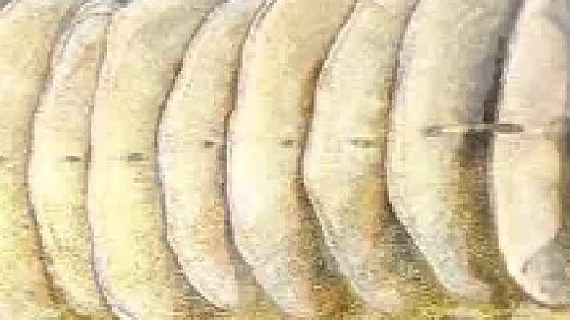 这鱼肯定得了没毛病