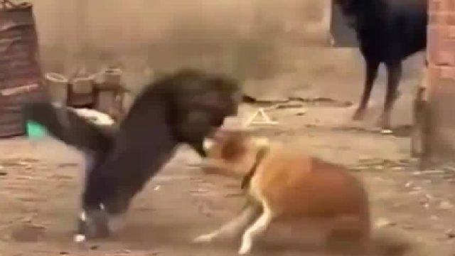 猫狗大战