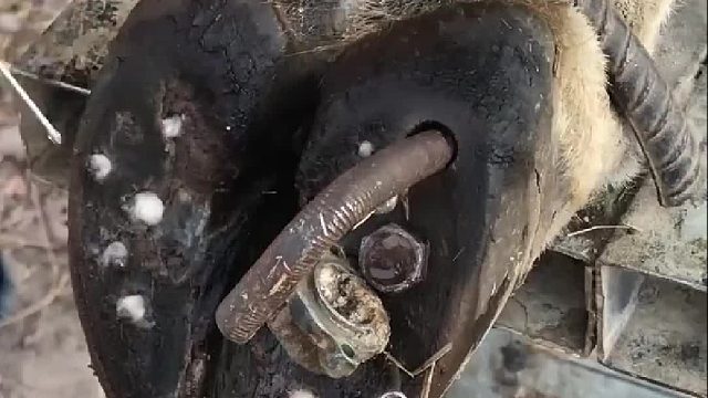 牛儿的蹄子下被铁钉扎进肉里痛苦不堪