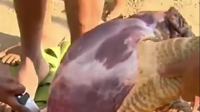 原始部落佐埃人抓捕带有麻风病的犰狳开吃