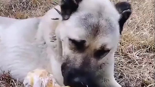 忠诚的坎高犬誓死守护刚出生的小羊羔