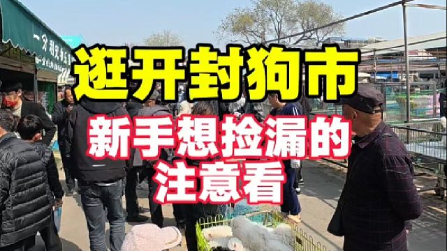 开封狗市帮粉丝完成养宠心愿的一天，新手做好攻略再来切莫贪捡漏