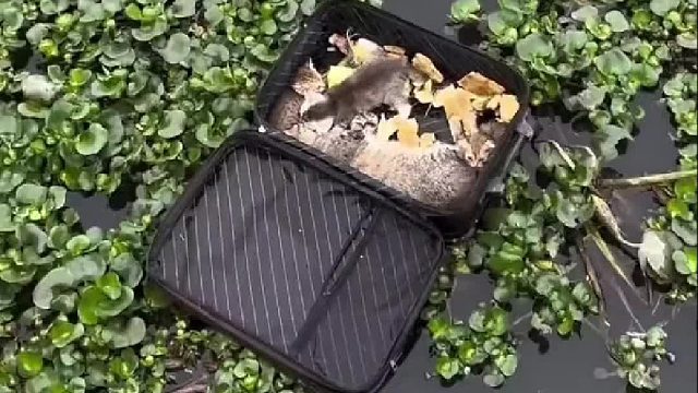 猫猫幼崽被遗弃在野塘里自生自灭猫妈妈也早已凉凉