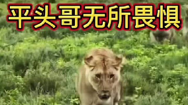 平头哥出门偶遇狮子别看它个头小脾气是一点也不小