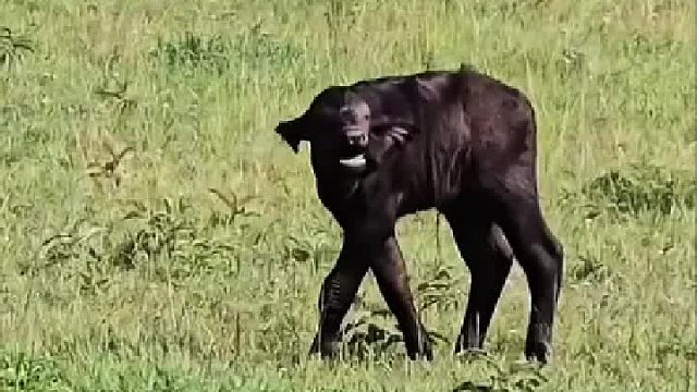 小牛犊被遗弃轻声呼唤母亲却得不到任何回应