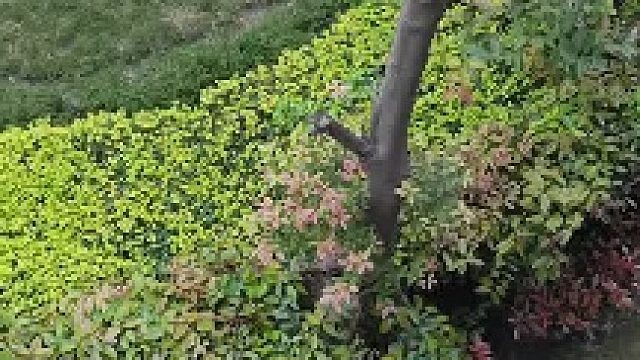 绿化师傅给的,救助中……