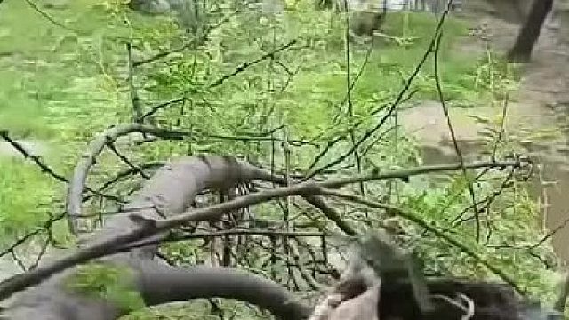 路过一只鸽子歇脚，黄鹂鸟宝宝以为是妈妈来了