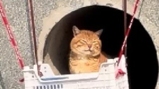 下水道小猫咪，今天终于出来了