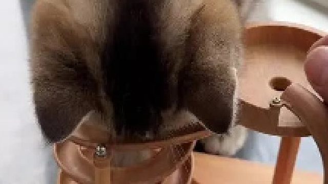 信不信他能玩一天