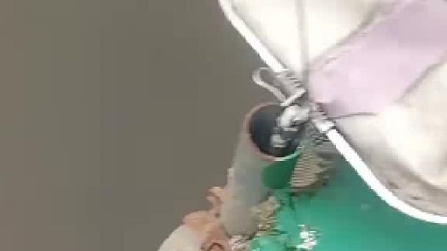 男子花钱钓鱼没钓上来鱼，觉得是小猫在旁边一直叫的原因，直接把猫扔进了水里