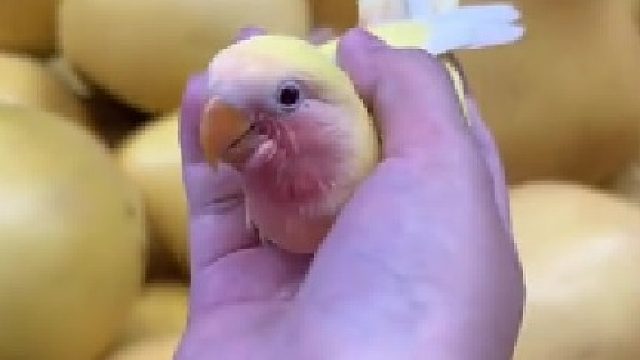 我也是有鸟的人了