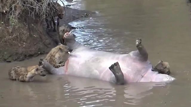 自然界最恐怖的生物爆炸