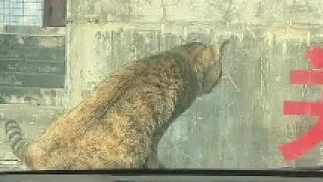 猜猜我是谁