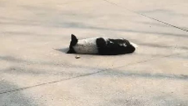 大肥对不起