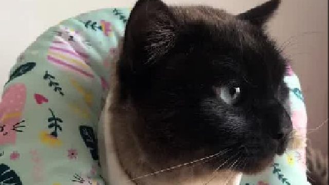 当给猫戴几天的伊丽莎白圈摘掉后