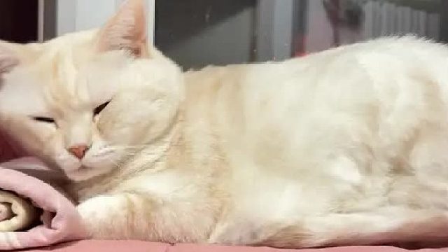 床搭子猫猫