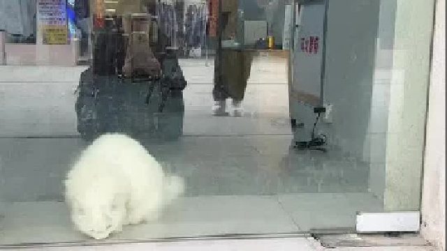 偶遇小猫咪 快来猜猜它想干什么