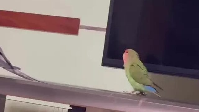 鹦鹉鹦鹉萌萌哒逗鹦鹉