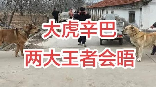 大虎和狮王辛巴，国内顶级王者猎狼犬的会晤