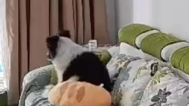 当你在上班时打开了家里的摄像头并看到这一幕