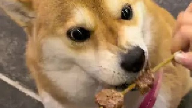 当小狗学会撸串