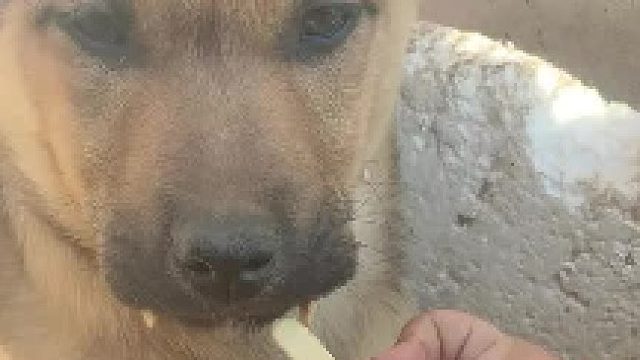 给狗子喂瓜子。。。