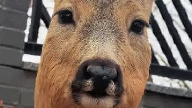 傻狍子嘴里到底吃的是啥