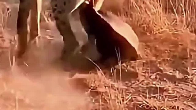 嚣张跋扈的猎狗被平头哥收拾了