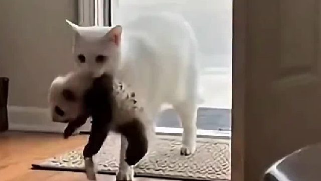 猫猫野外捕猎时捡到一只熊猫幼崽