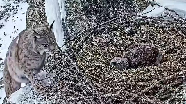 猞猁叼走巢穴里的雏鹰鹰妈妈回家后彻底怒了